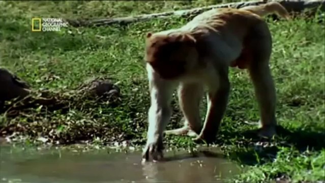 Le chupacabra : Alien ou animal - extraterrestre?