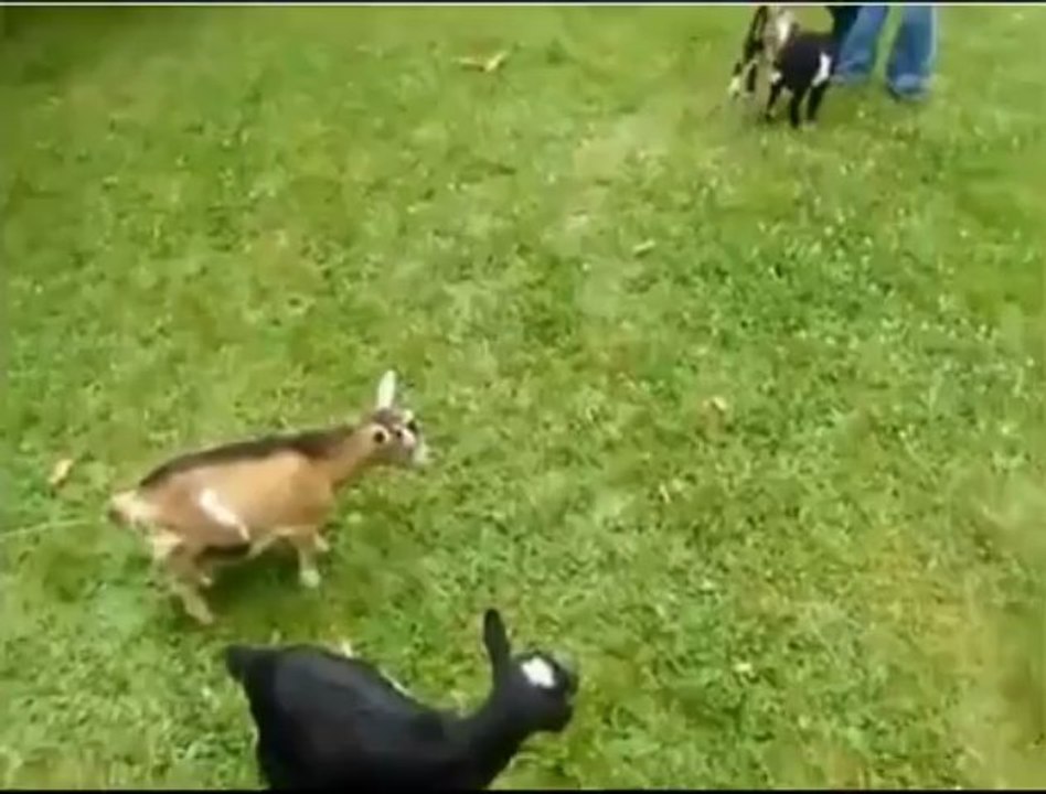 Gdyby Kózka Nie Skakała To By Nóżki Nie Złamała Pisownia Żeby kózka nie skakała to by nóżki nie złamała - video Dailymotion