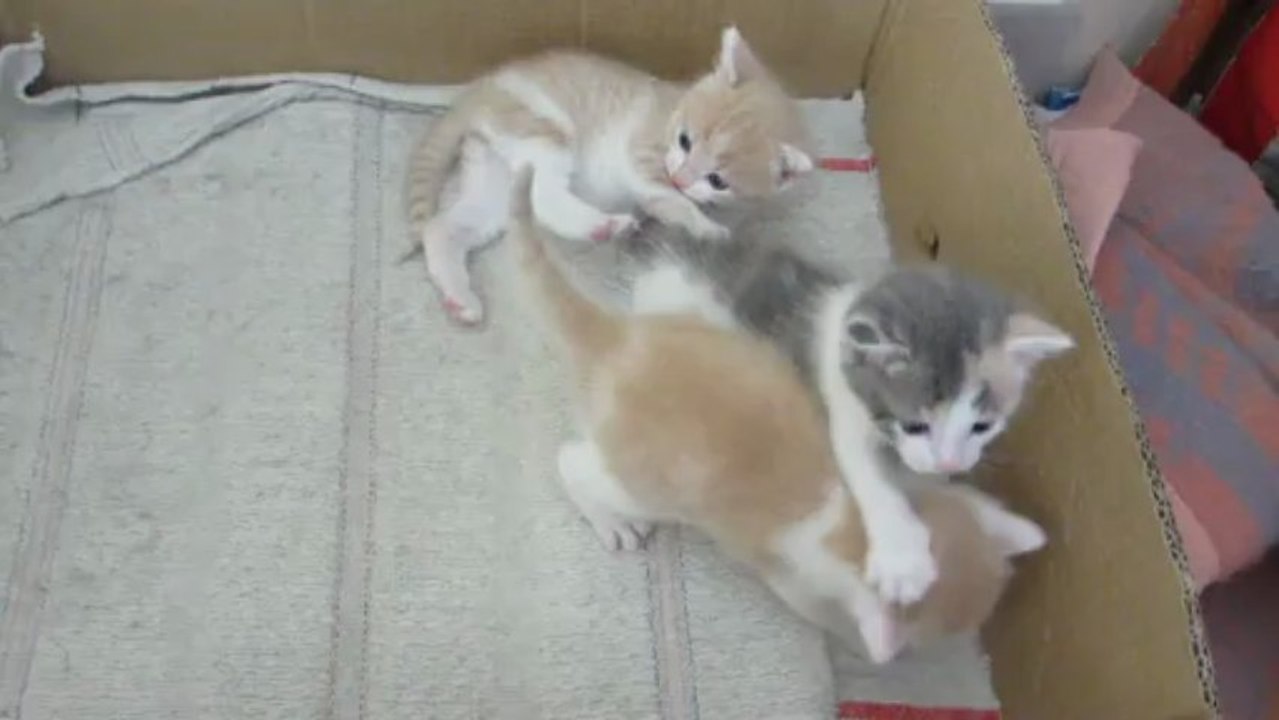 chatons 1