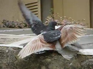 Test Canon SX240HS Slowmotion : Pigeons fighting
