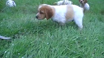 M2 mâle 2  :  arrêt sur plume