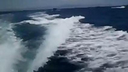 Orca Whales Chase A Speed Boat