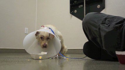 Healing A Shelter Dog's Broken Back And Wounded Spirit