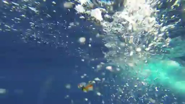 Los Delfines - The Dolphins en Lázaro Cárdenas, Mich(10 Mbps)