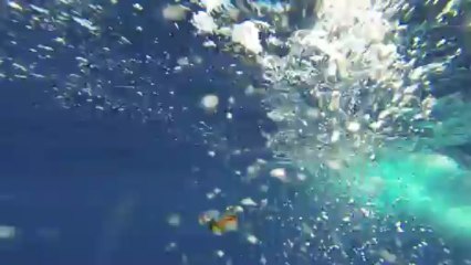 Los Delfines - The Dolphins en Lázaro Cárdenas, Mich(10 Mbps)