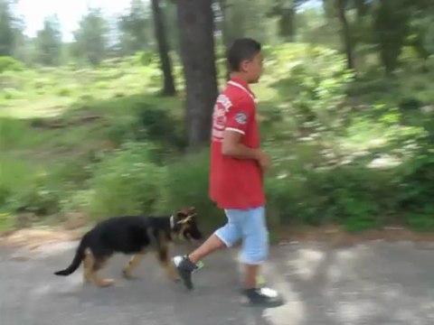 Dressage canin la ciotat Exercice pas bougé avec un chiot de trois mois.