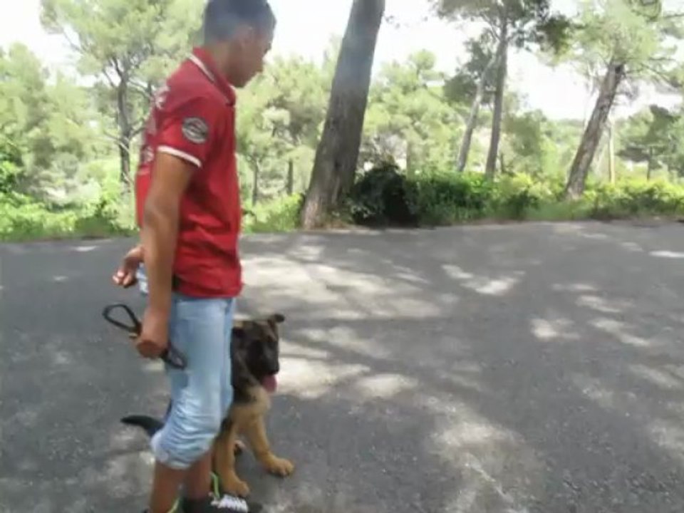 Dressage canin la ciotat,Apprentissage au rappel avec un chiot de trois mois.