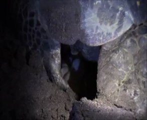 ponte d'oeufs d'une tortue marine