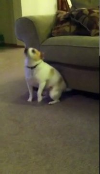 Собака танцует под песню Эминема Shake That