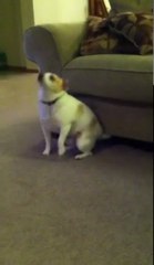 Собака танцует под песню Эминема "Shake That"