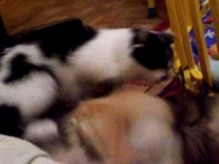 Arthur veut "arranger" Zorka