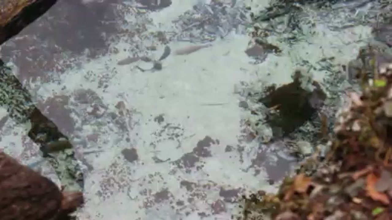 aquarium