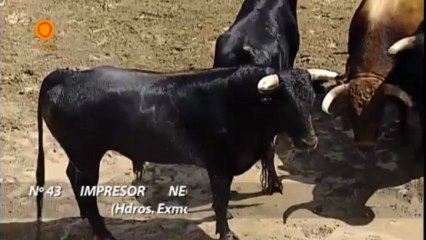 SORTEO 12 MAYO SEVILLA