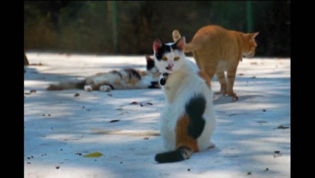 Кошачий монастырь и кошачий приют. Кипр. 2011г.