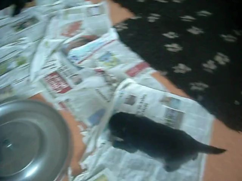 9 mai 2013 : premiers repas des chiots de Celtic, 19 jours