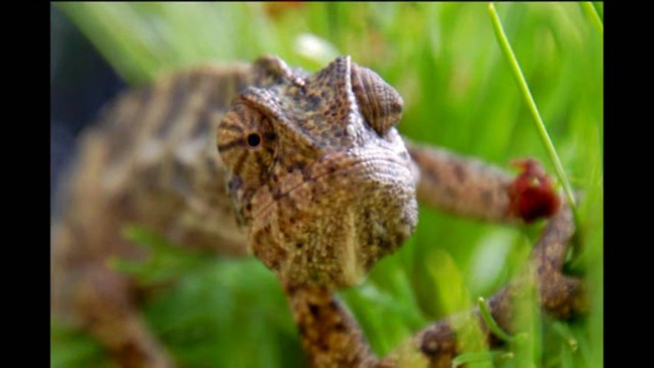 Хамелеон на детской площадке. Кипр. 2011г.