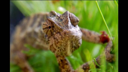 Хамелеон на детской площадке. Кипр. 2011г.