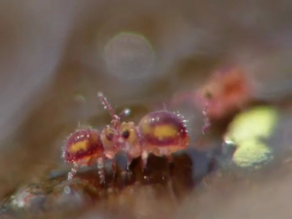 Sminthurides malmgreni, importuns