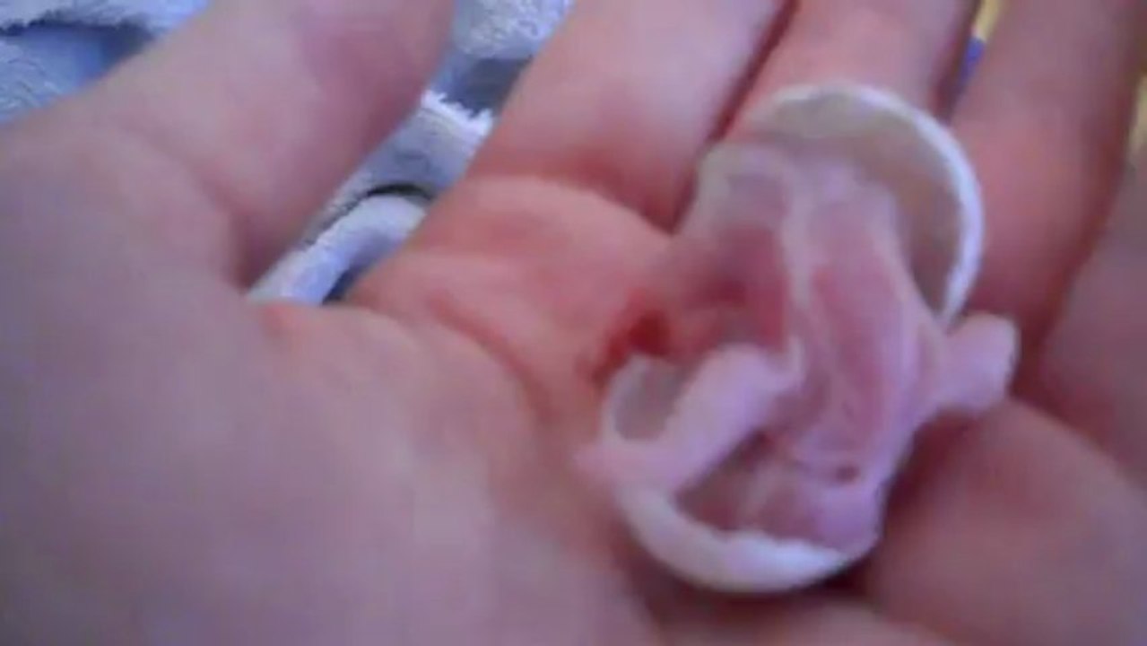 Eclosion bébé pyrrhura :D
