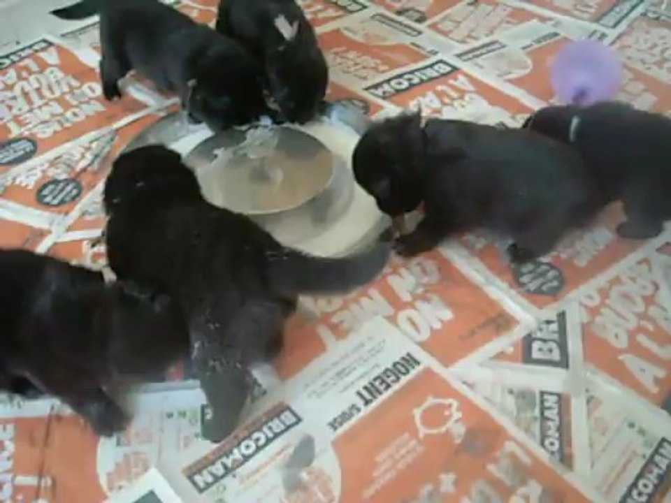 11 mai 2013 : repas chiots Celtic, 20 jours