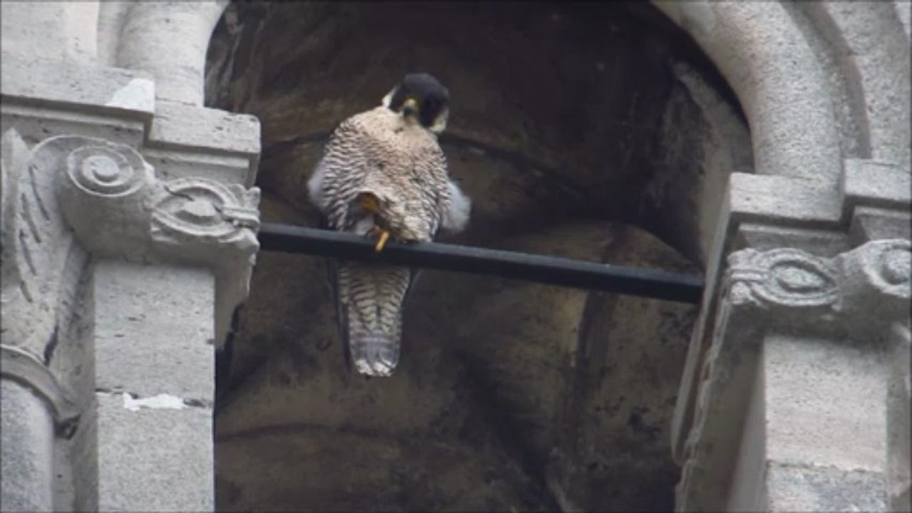 Faucon pèlerin Nancy (54, FR)