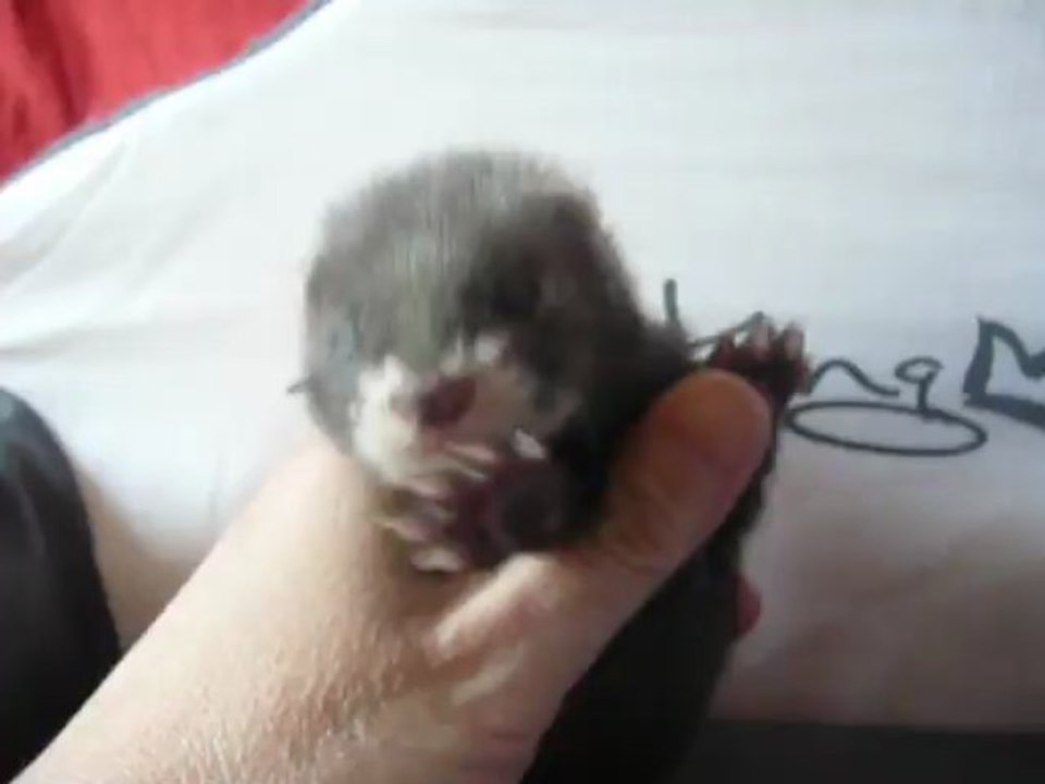 Gaia porté 2013  Inaya et Kenjy