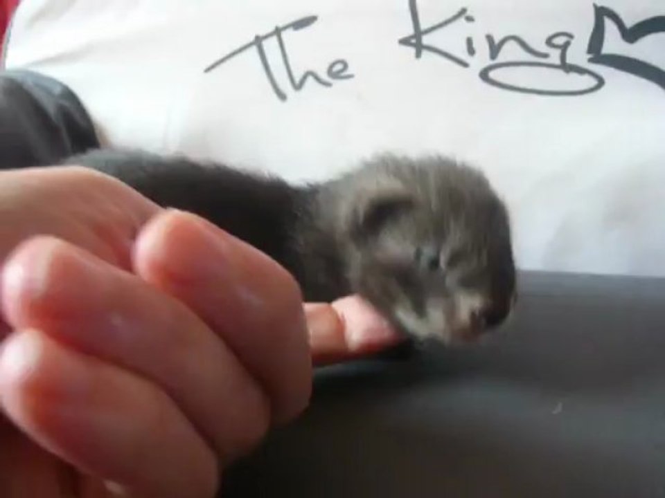 Odin porté 2013 Inaya et Kenjy