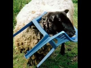 HOW THE HELL DID THEY GO THERE ?  ΠΩΣ ΣΤΗΝ ΟΡΓΗ ΒΡΕΘΗΚΑΝ ΕΚΕΙ ;