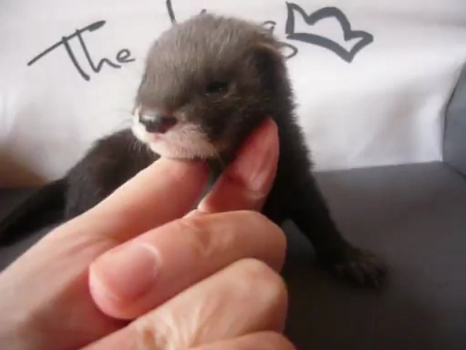 Loki porté 2013 Inaya et Kenjy