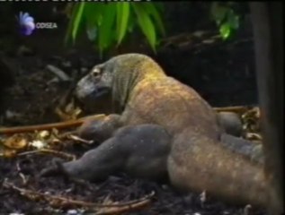 Partenogenesis: Reproduccion asexual (Dragones de Komodo)