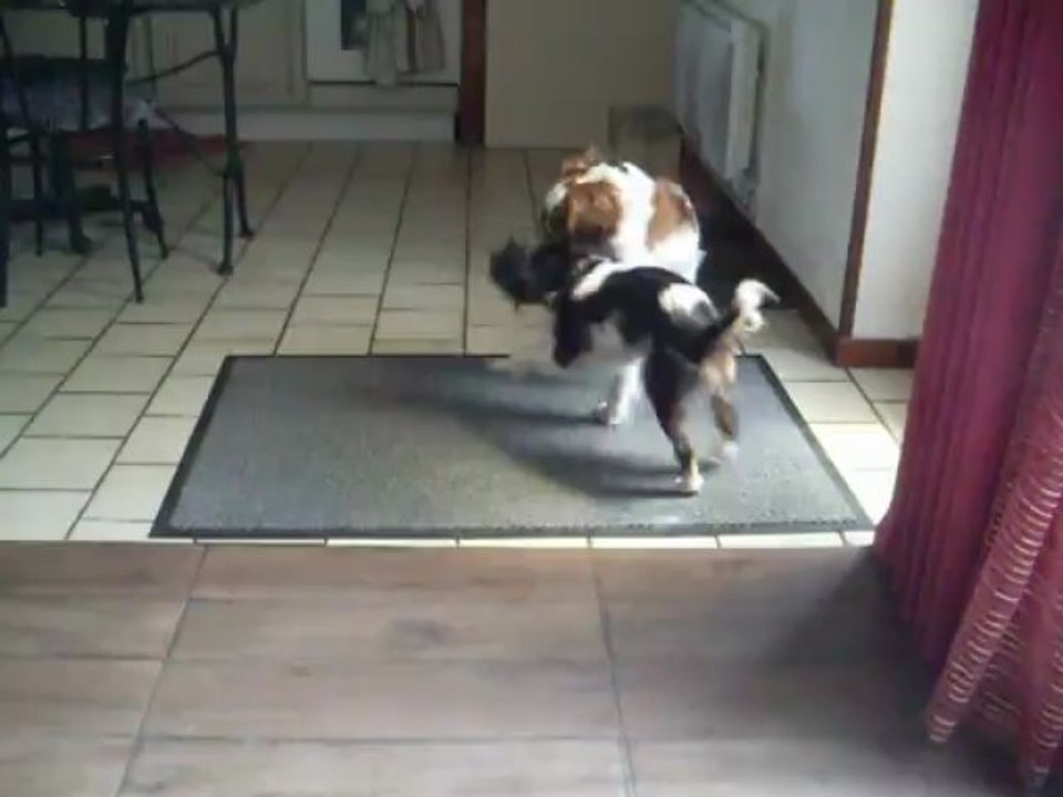 HEPHAESTION , HYMA  SUMAC DE LA VERTE ALBION