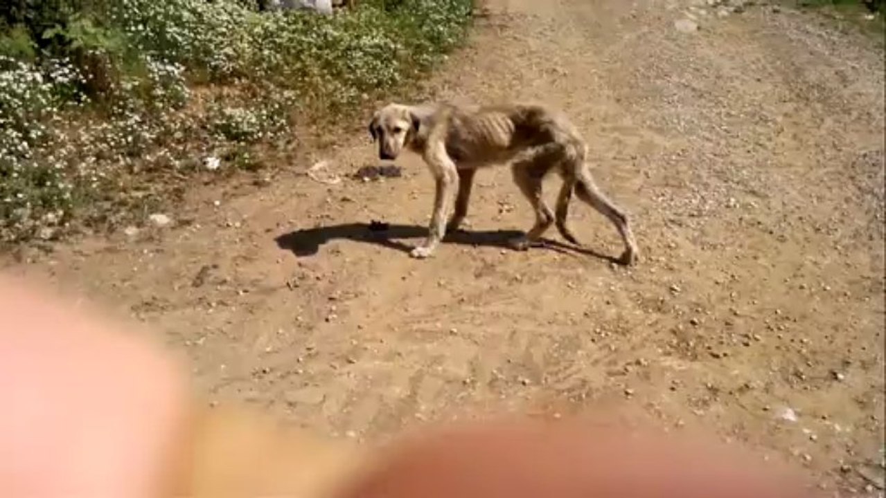 kopeklerin son hali video2013-05-12