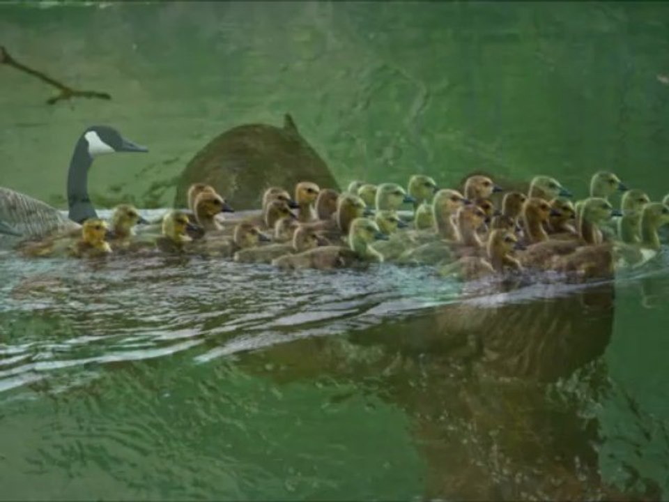 Naturaleza entrañable (2)