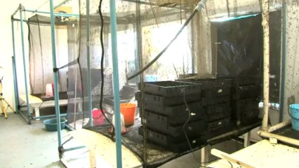 Afrique du Sud: un élevage industriel de mouches primé par l'ONU