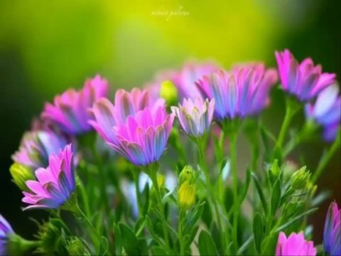 fotoğraf grubu anneler günü için özel slayt