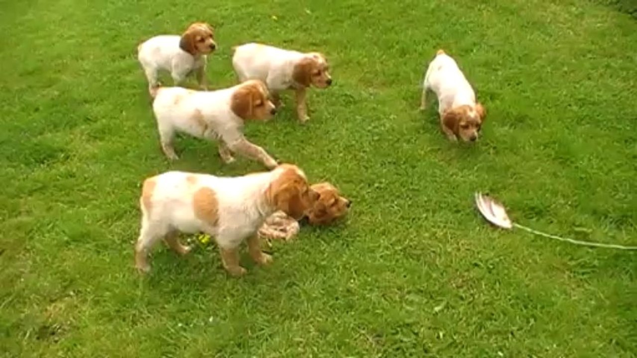 Arrêt 6 ou 7 chiots Chivas
