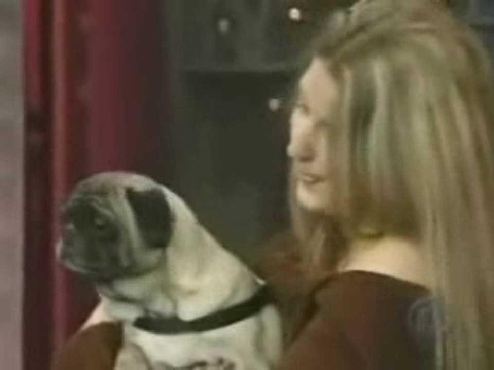 Le chien a love