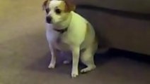 Dog Shaking His Rump