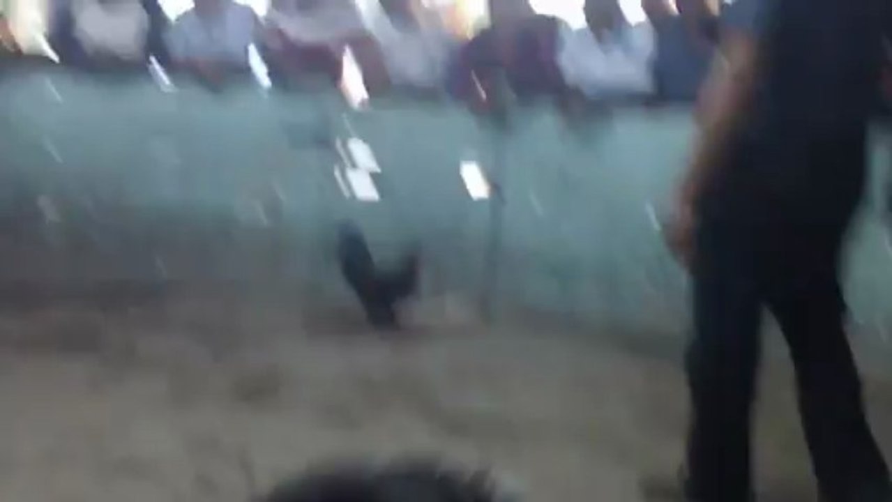 jovany video gallo