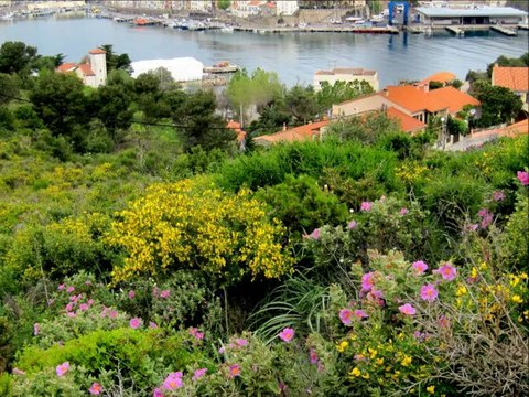 De l'anse des Tamarins à la jetée à Port-Vendres