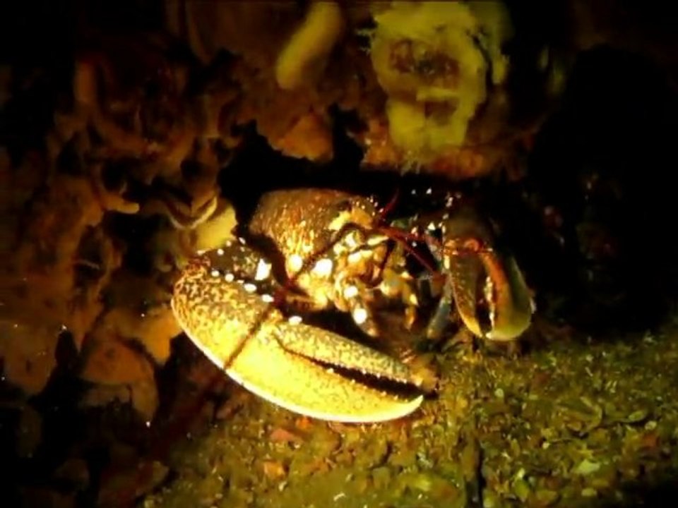 Giens sortie thalassa, le grec, le michel C