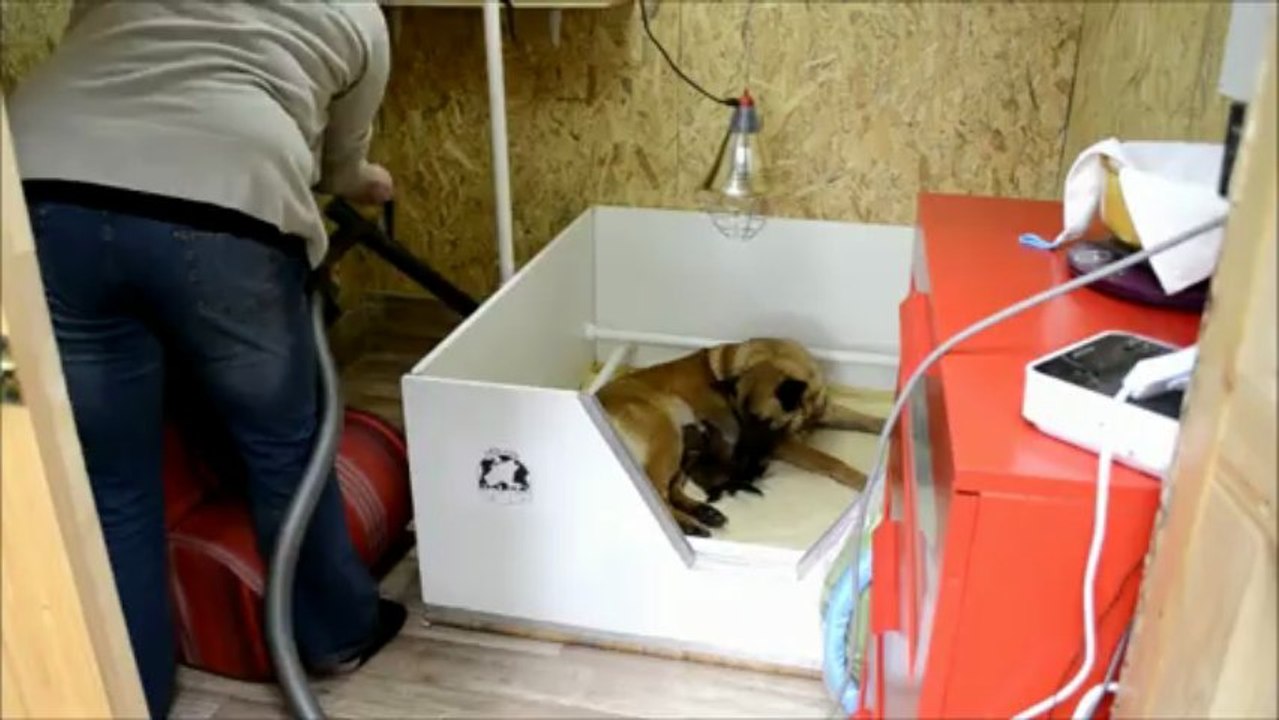 Chiots Berger Malinois âgés de 5 jours- Elevage Gaia Vlka