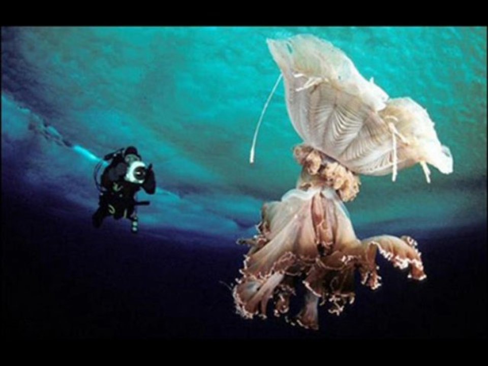 Cheap Costume Hair Clips: Small White and Pink Bunny Ears