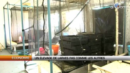 Un élevage de larves pas comme les autres