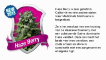 Haze Berry *Royal Queen Seeds*