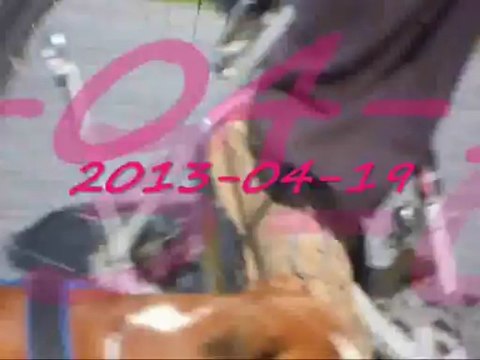 Entraînements Geisha des Steppes Perdues (CHEYENNE de SAINT QUINIS X UCELLO du DOLON / Portée des G 2011) 2013-03-25 & 2013-04-19