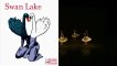 Cygnes sud-africains / Swan Lake