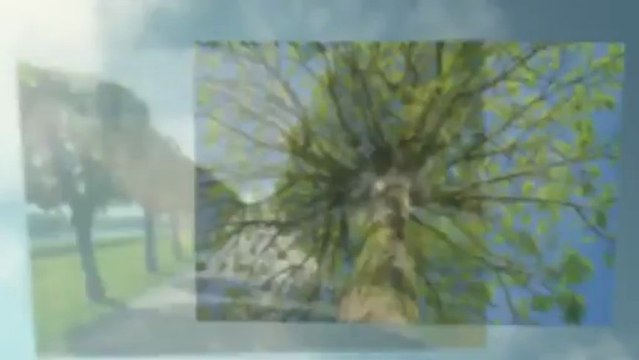 Big Tex Lawn and Tree Service - (903) 316-0496