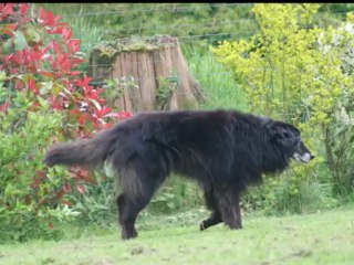 A toi, mon papy Sundae ...