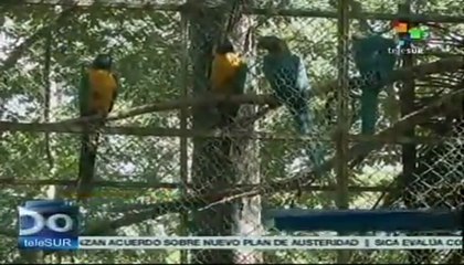 Guacamayos azules criados en Inglaterra regresan a Bolivia